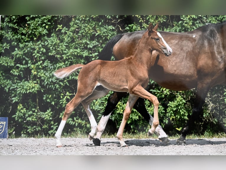 Zangersheider Étalon 1 Année Alezan in Boortmeerbeek