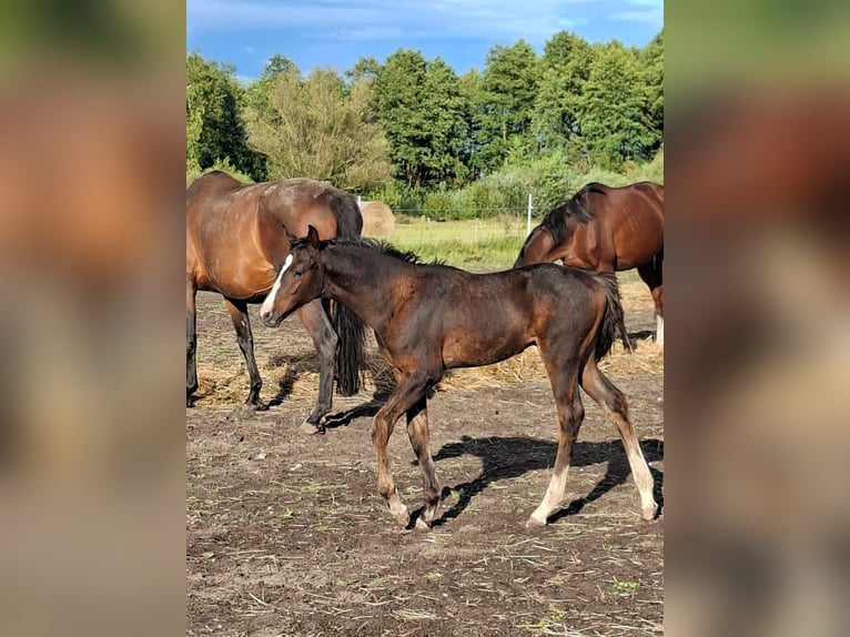 Zangersheider Étalon 1 Année Bai brun in Przasnysz