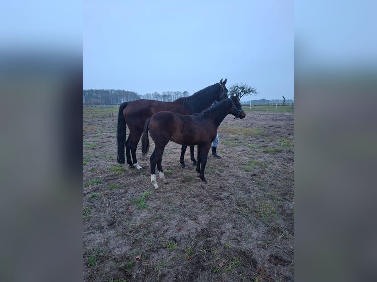 Zangersheider Étalon 1 Année Bai brun in Przasnysz