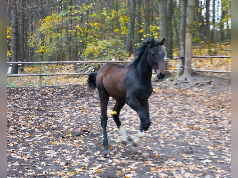 Zangersheider Étalon 1 Année Bai brun in Poznan