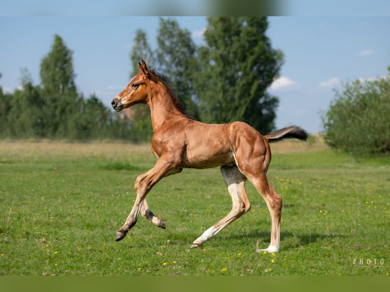 Zangersheider Étalon 1 Année Bai cerise in &#x15A;wiekatowo