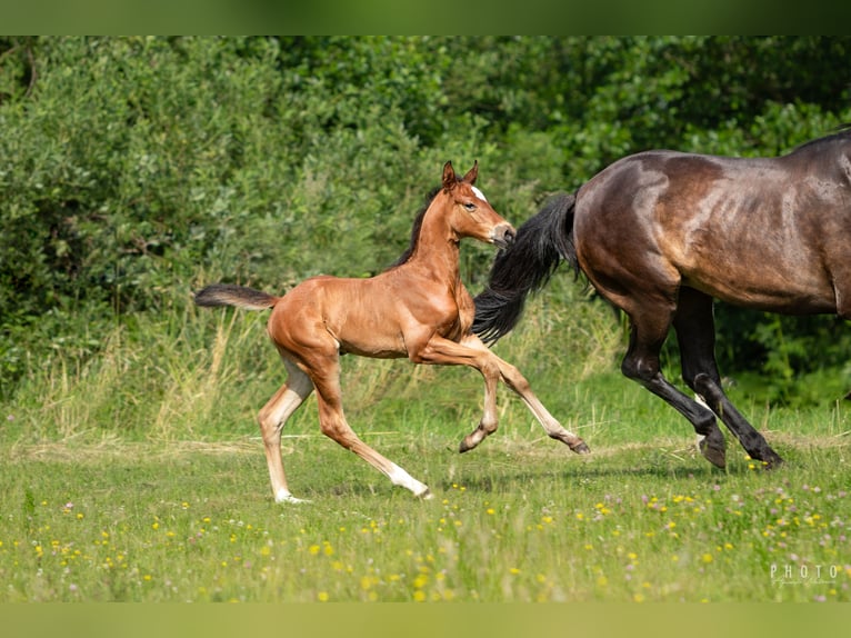 Zangersheider Étalon 1 Année Bai cerise in &#x15A;wiekatowo