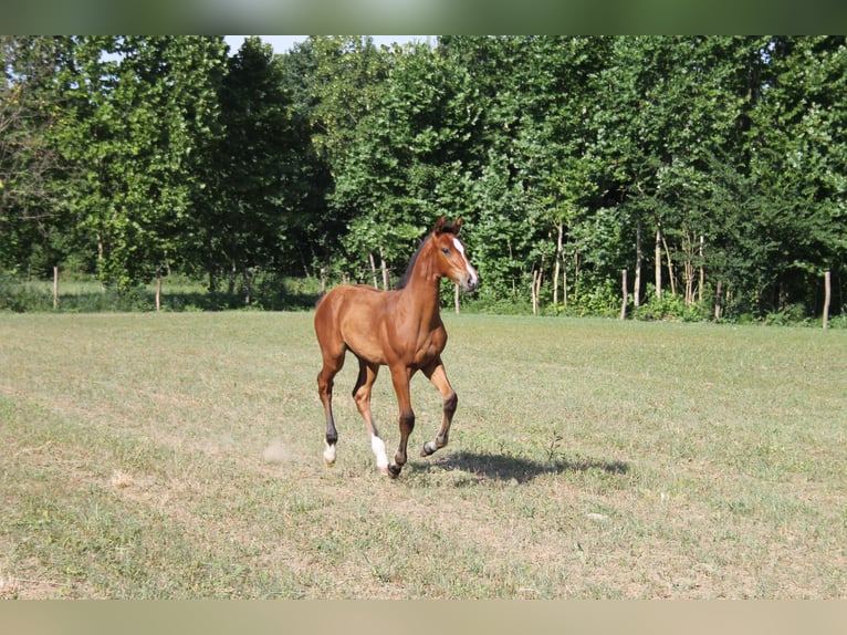 Zangersheider Étalon 1 Année Bai in Flumignano