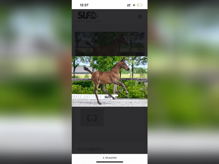 Zangersheider Étalon 1 Année Bai in Neerglabbeek