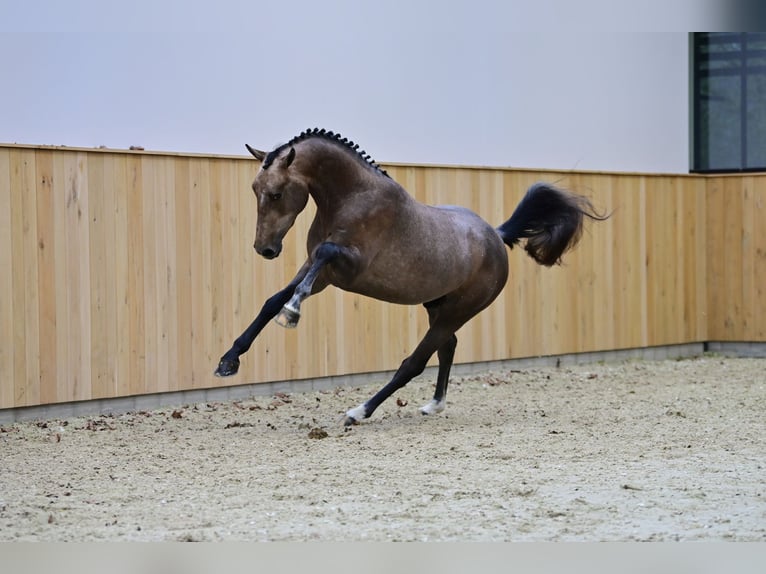 Zangersheider Étalon 1 Année Gris in Gzin