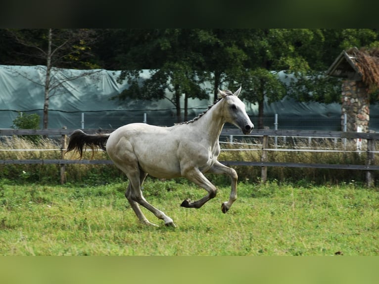 Zangersheider Étalon 1 Année Gris in Pęklewo