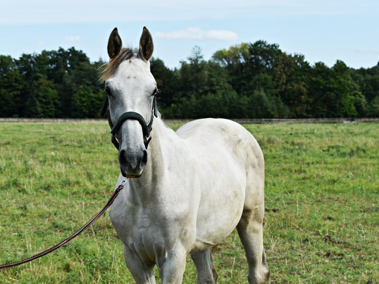 Zangersheider Étalon 1 Année Gris in Pęklewo