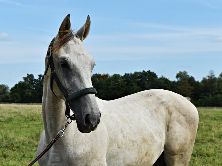 Zangersheider Étalon 1 Année Gris in Pęklewo