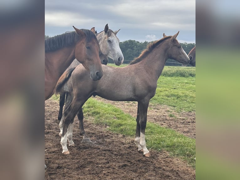 Zangersheider Étalon 1 Année Gris in Schwarmstedt