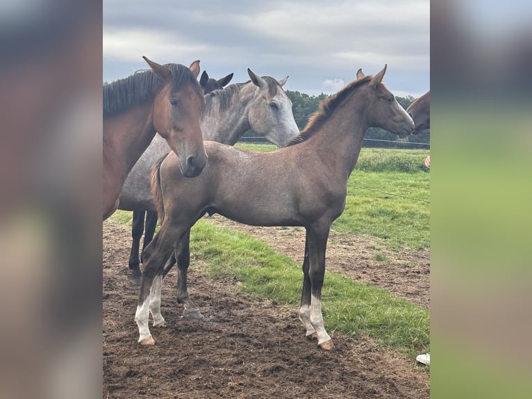 Zangersheider Étalon 1 Année Gris in Schwarmstedt