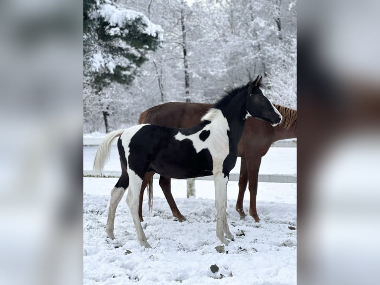 Zangersheider Étalon 1 Année Pinto in Mokrzyska