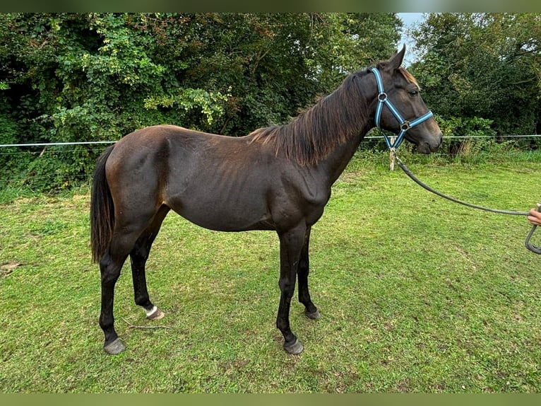 Zangersheider Étalon 2 Ans 149 cm Bai brun foncé in Satow
