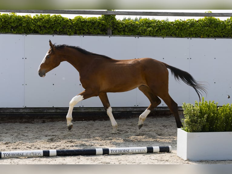 Zangersheider Étalon 2 Ans 153 cm Bai in Waddinxveen