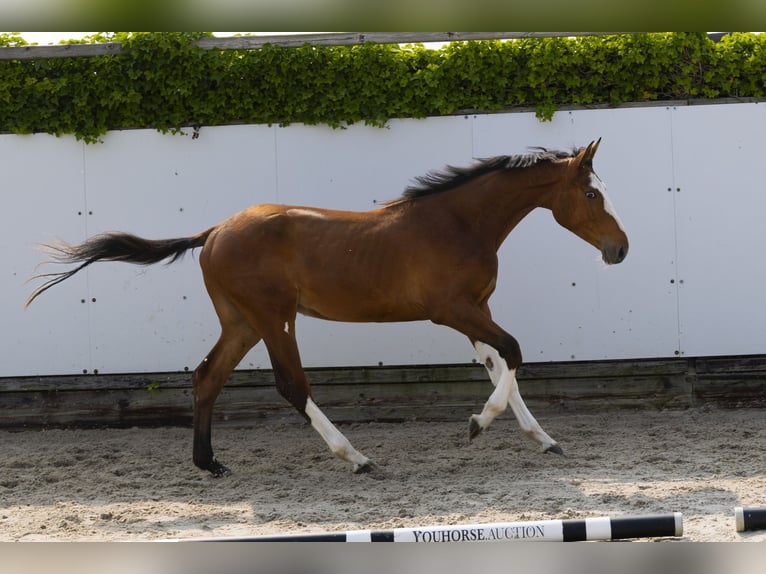 Zangersheider Étalon 2 Ans 153 cm Bai in Waddinxveen
