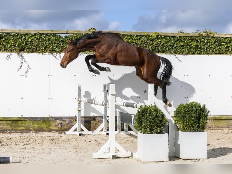 Zangersheider Étalon 2 Ans 154 cm  in Waddinxveen