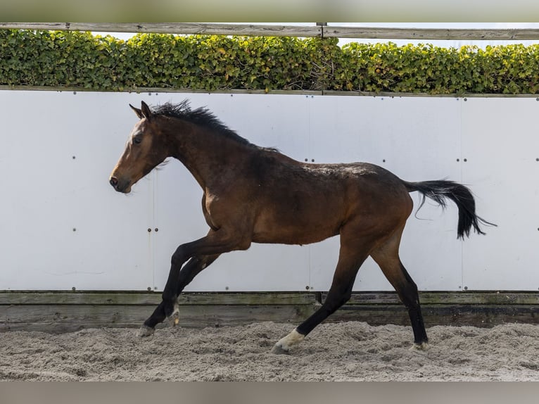 Zangersheider Étalon 2 Ans 155 cm Bai brun in Waddinxveen