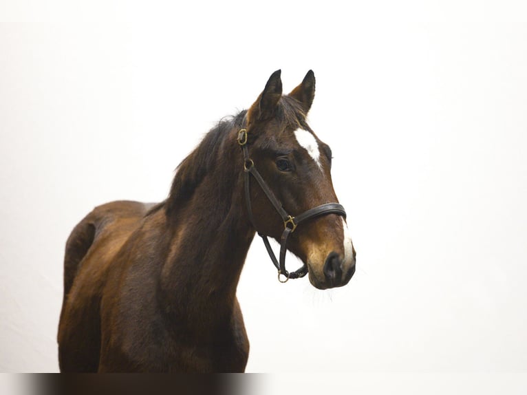 Zangersheider Étalon 2 Ans 157 cm Bai in Waddinxveen