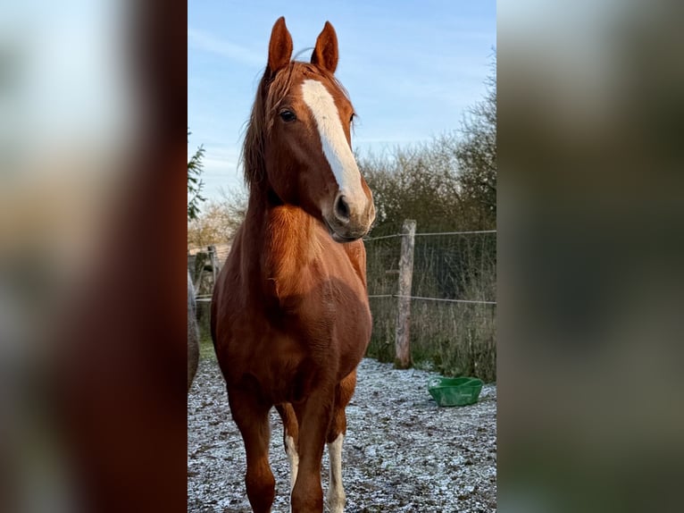 Zangersheider Étalon 2 Ans 163 cm Alezan in France