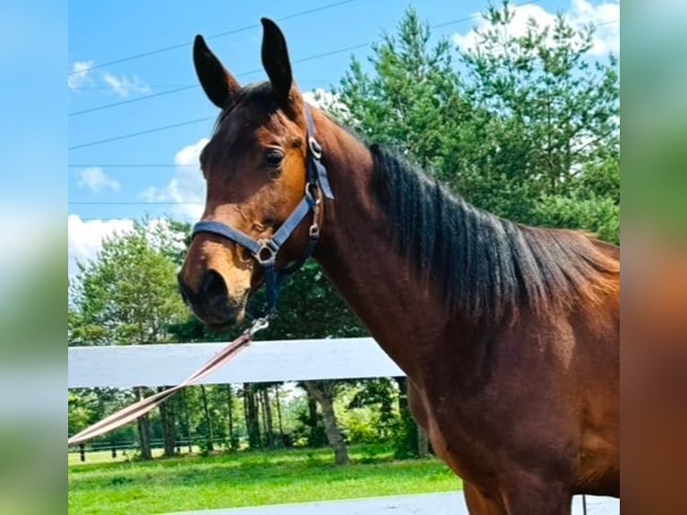 Zangersheider Étalon 2 Ans 165 cm Bai cerise in turośl