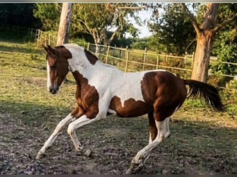 Zangersheider Étalon 2 Ans 165 cm Pinto in Santander
