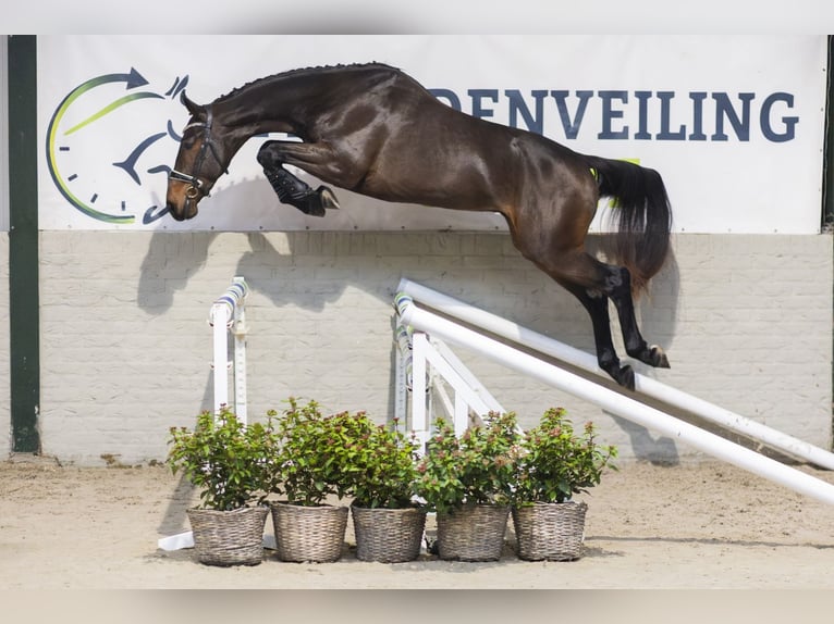 Zangersheider Étalon 2 Ans 167 cm Bai brun in Heerde