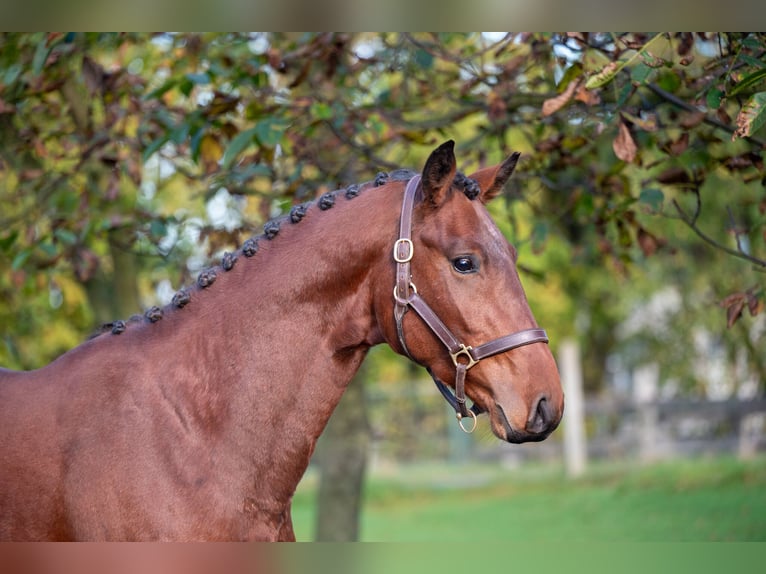 Zangersheider Étalon 2 Ans 167 cm Bai in GROTE-BROGEL