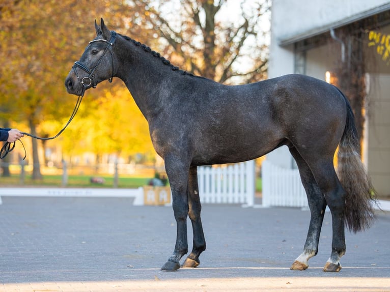 Zangersheider Étalon 2 Ans 167 cm Gris in Redefin