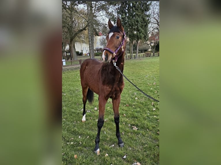 Zangersheider Étalon 2 Ans 170 cm Bai cerise in WołowiecWojcieszyn