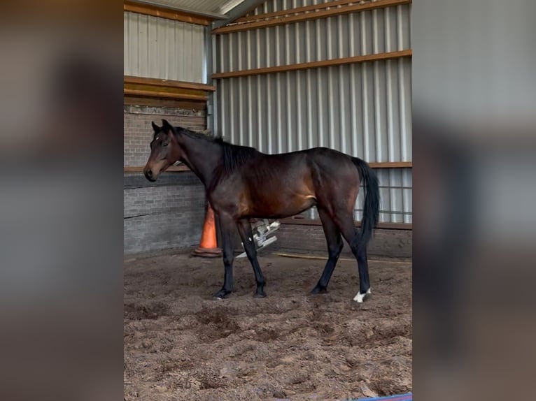 Zangersheider Étalon 2 Ans 170 cm Bai in Eerste Exloërmond