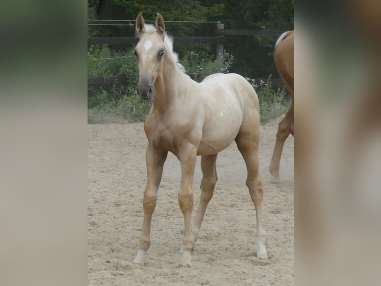 Zangersheider Étalon 2 Ans 170 cm Palomino in Mücheln (Geiseltal)