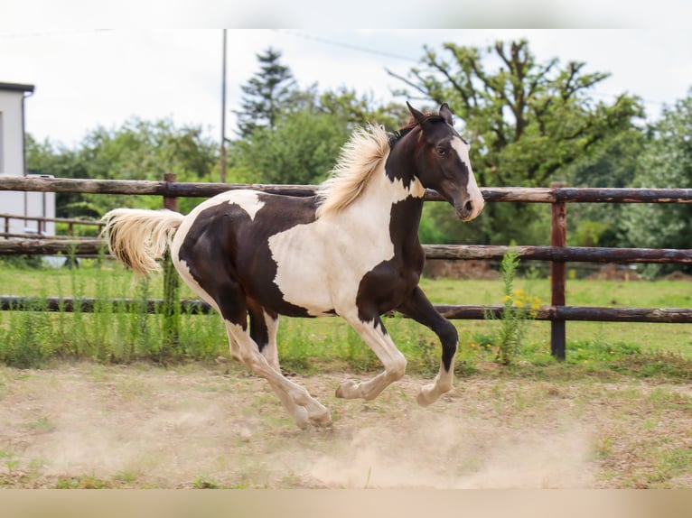 Zangersheider Étalon 2 Ans 170 cm Tobiano-toutes couleurs in Languidic