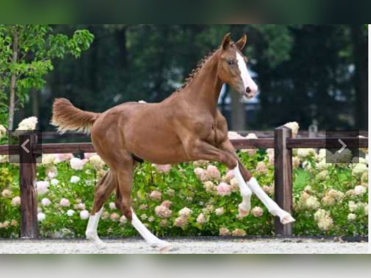 Zangersheider Étalon 2 Ans 171 cm Alezan brûlé in Normandy