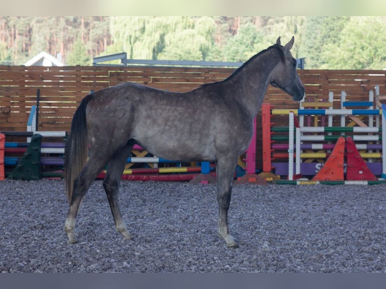 Zangersheider Étalon 2 Ans 172 cm Alezan brûlé in Puszcza Mariańska