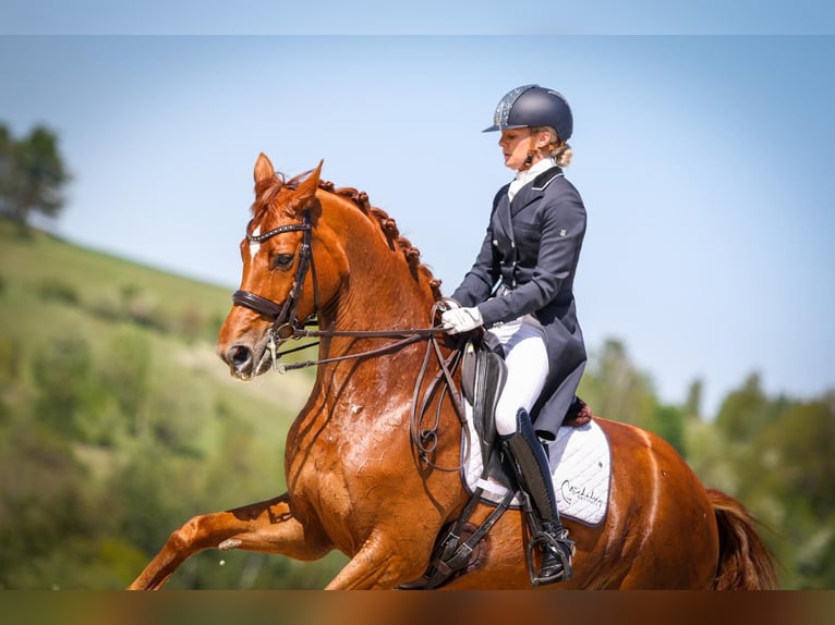 Zangersheider Étalon 2 Ans 172 cm Alezan in Brzyków