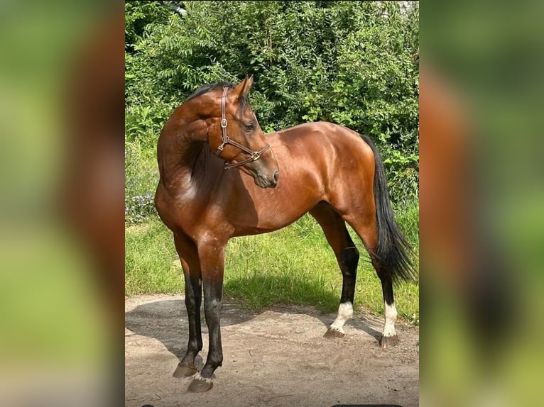 Zangersheider Étalon 2 Ans 172 cm Bai in Brzyków