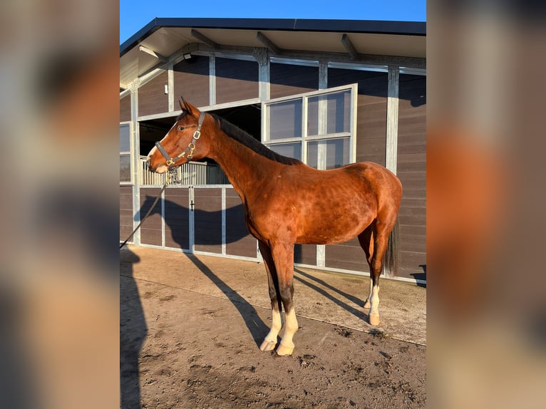 Zangersheider Étalon 2 Ans 175 cm Bai cerise in Bronk&#xF3;w