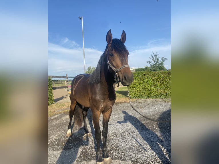 Zangersheider Étalon 2 Ans Bai brun in Zoutleeuw