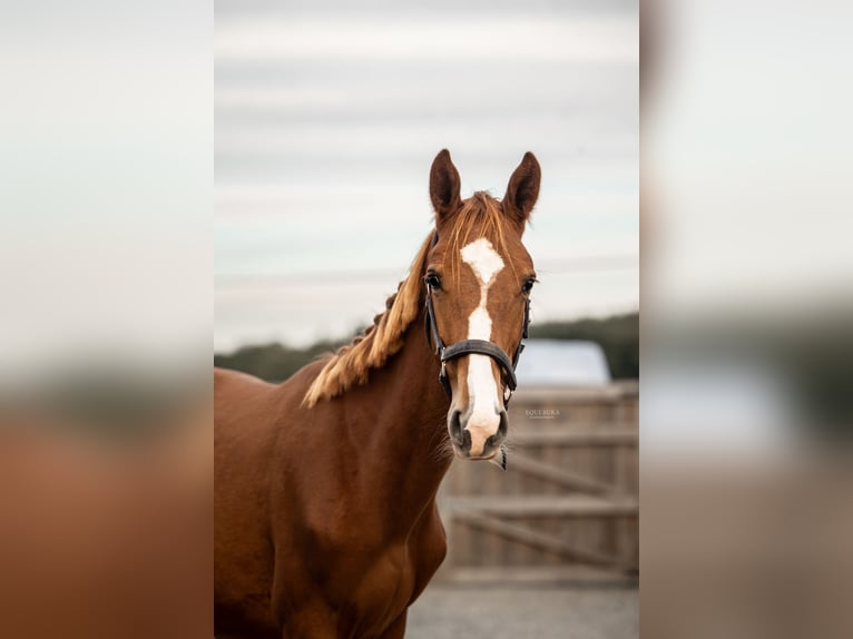 Zangersheider Étalon 2 Ans  in Geetbets