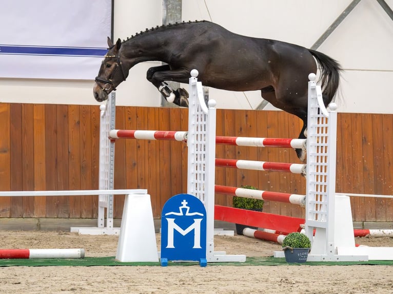 Zangersheider Étalon 2 Ans Gris in Rostock