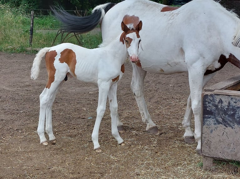 Zangersheider Étalon 2 Ans Pinto in susteren