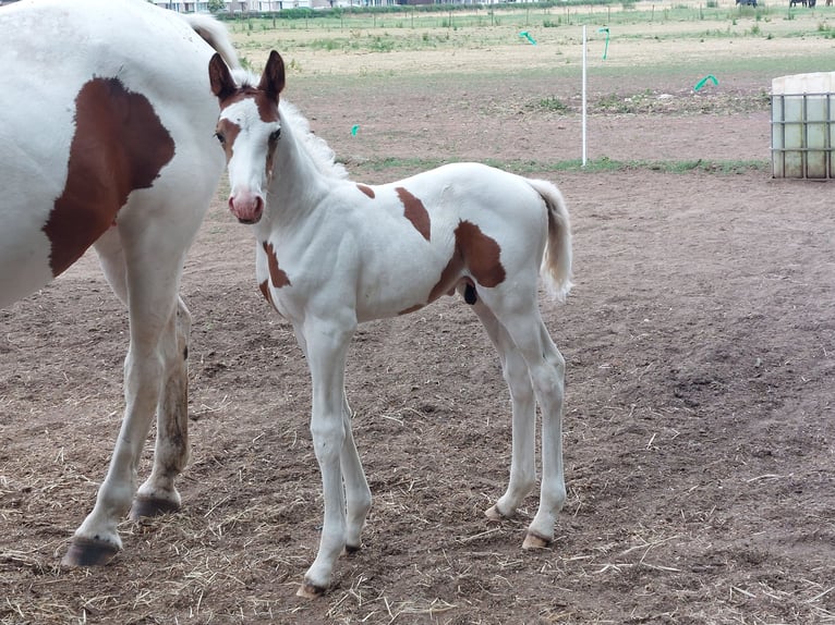 Zangersheider Étalon 2 Ans Pinto in susteren