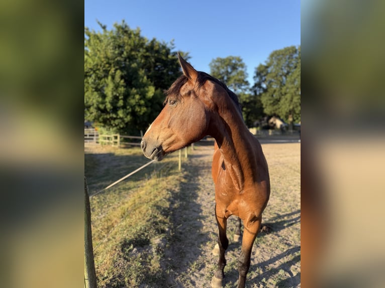 Zangersheider Étalon 3 Ans 148 cm Bai in Gangelt