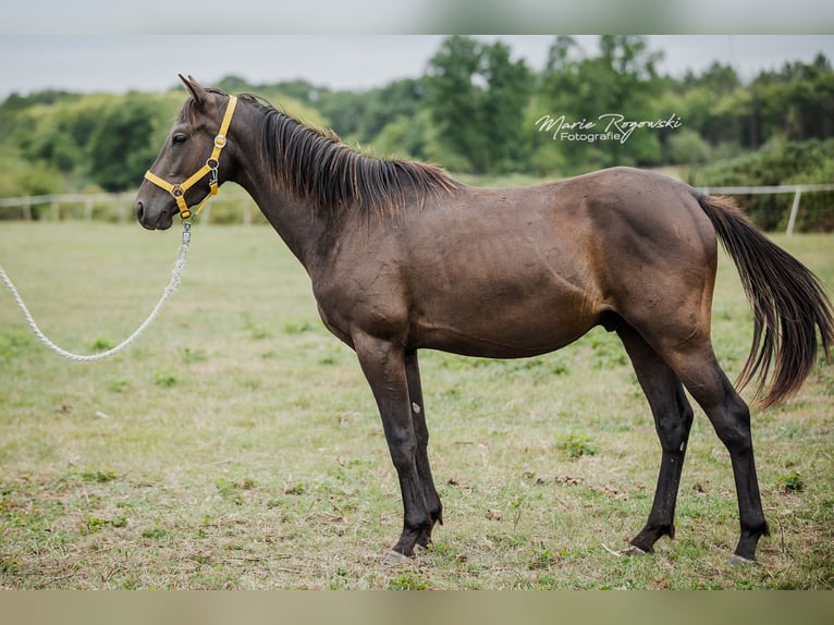 Zangersheider Étalon 3 Ans 148 cm Noir in Beaumont pied-de-boeuf