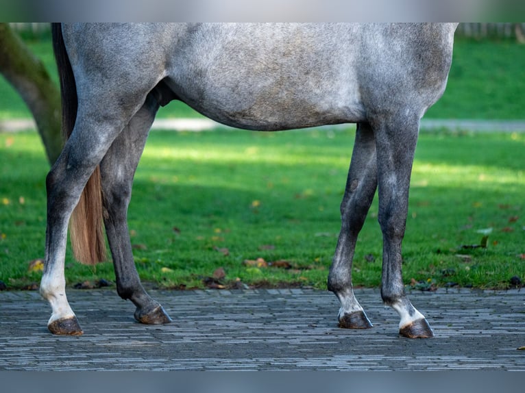 Zangersheider Étalon 3 Ans 156 cm Gris in GROTE-BROGEL