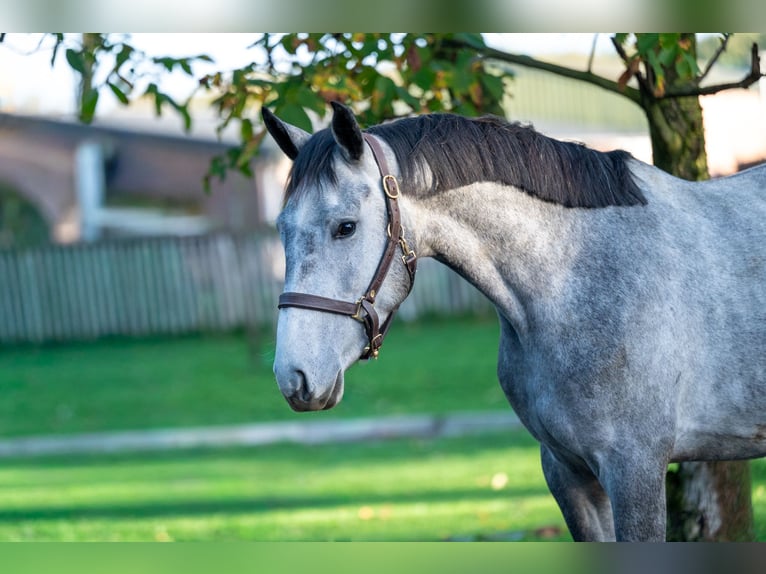 Zangersheider Étalon 3 Ans 156 cm Gris in GROTE-BROGEL