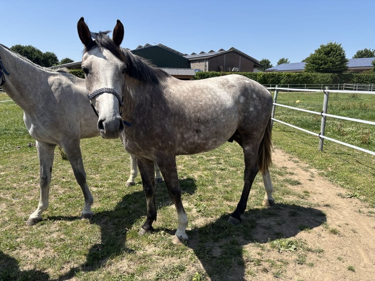 Zangersheider Étalon 3 Ans 160 cm Gris in Krefeld