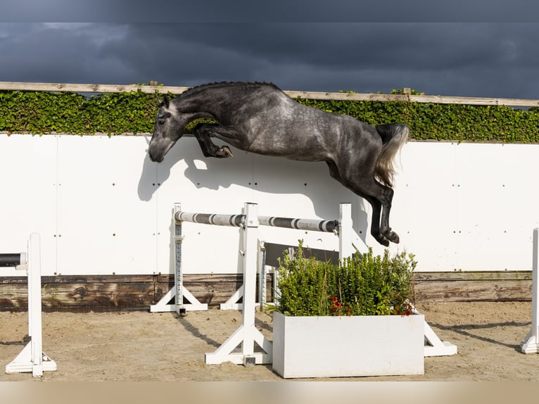 Zangersheider Étalon 3 Ans 162 cm Gris in Waddinxveen