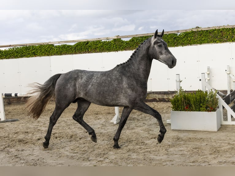 Zangersheider Étalon 3 Ans 162 cm Gris in Waddinxveen