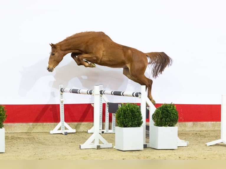Zangersheider Étalon 3 Ans 163 cm Alezan in Waddinxveen
