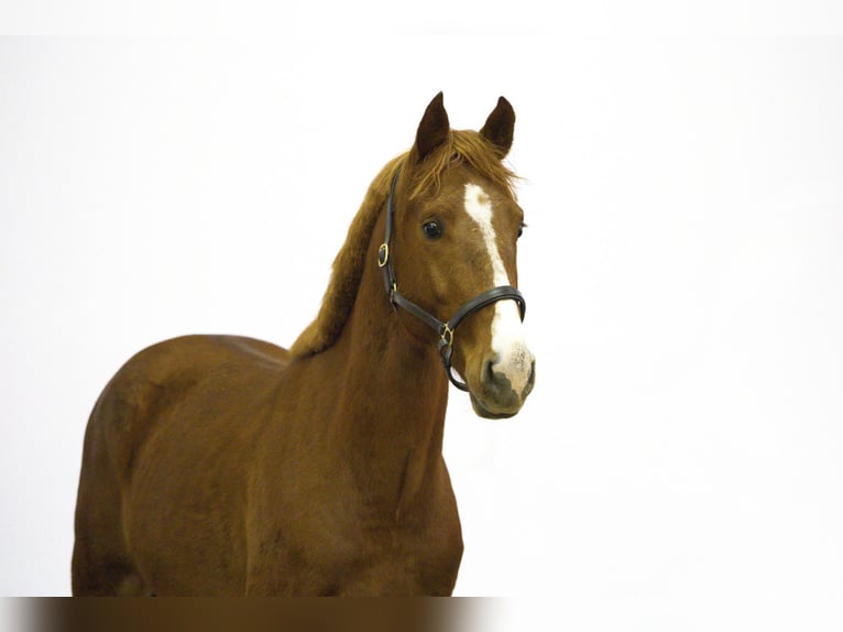 Zangersheider Étalon 3 Ans 163 cm Alezan in Waddinxveen